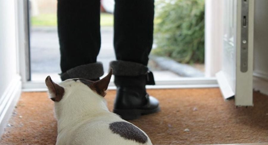 Mascota en su hogar