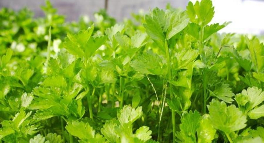 Hierbas aromaticas