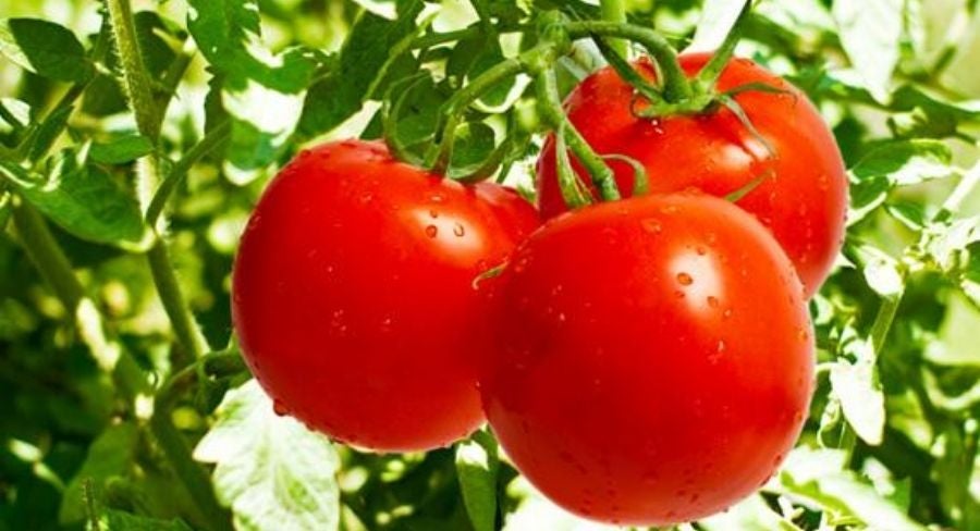Planta de tomates