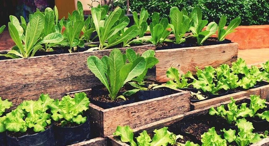 Huerta casera, paso a paso