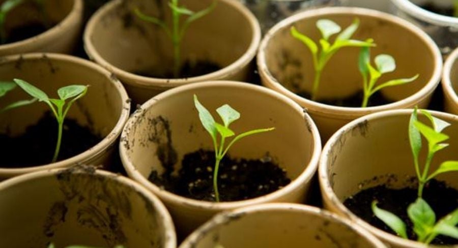Brote de plantas