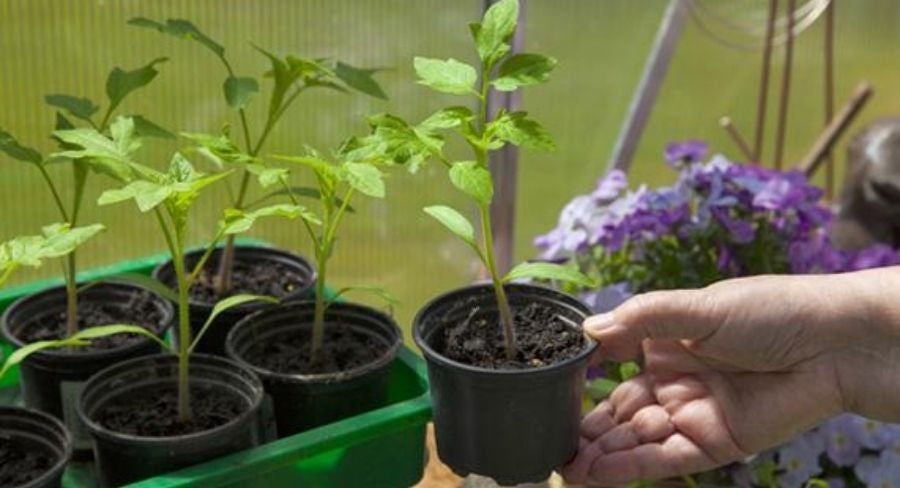Macetas con plantas
