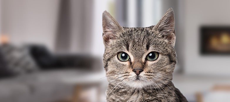 Gato