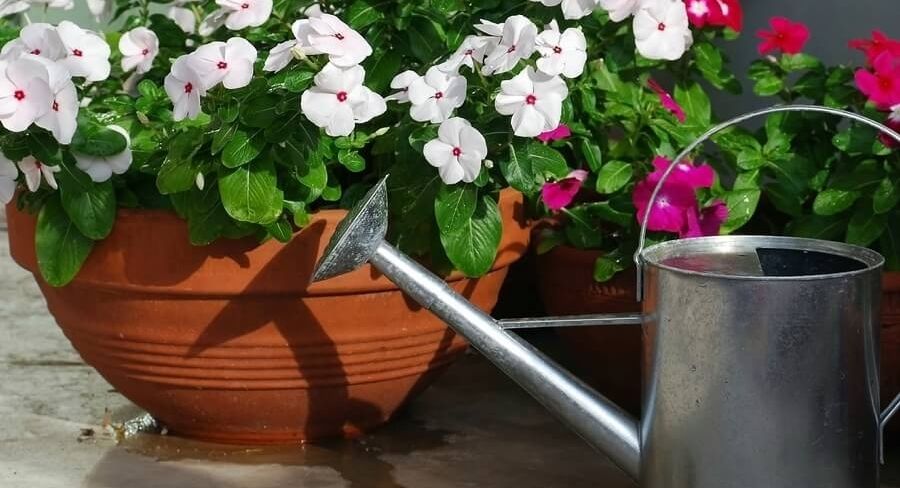 Vinca
