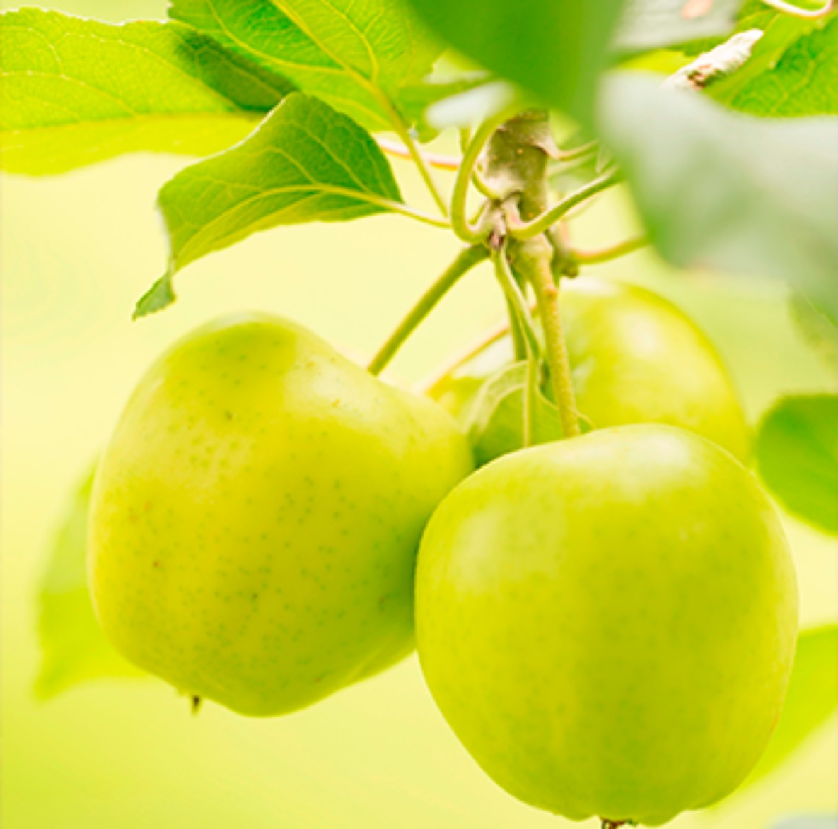 Azistín Manzana - Verde