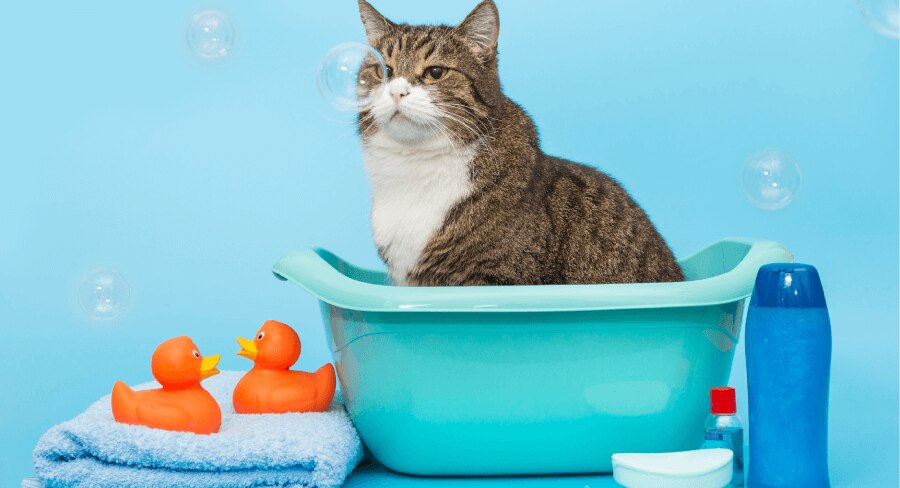 gato gris en tina listo para su baño