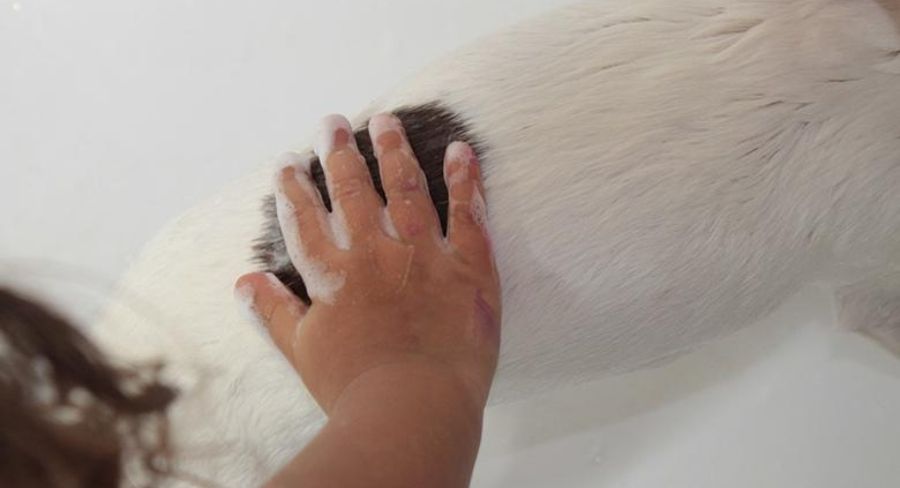 Persona bañando su mascota