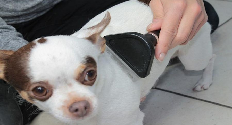 persona peinando su mascota