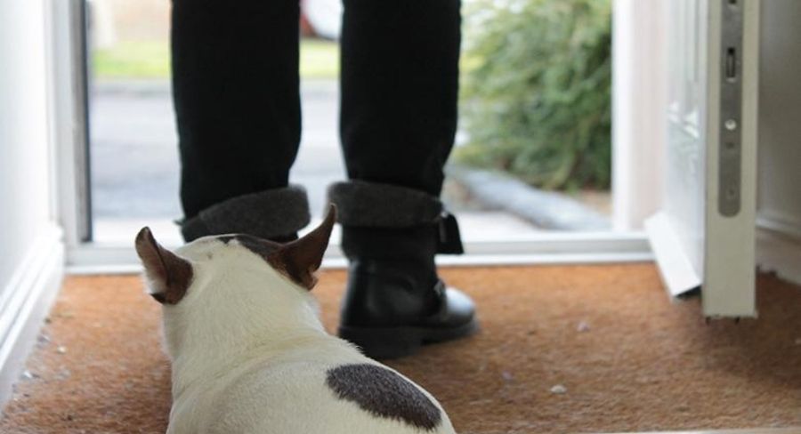 Mascota en su hogar