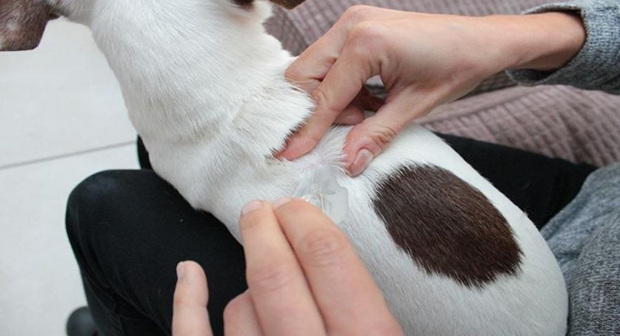 revisando el pelaje de su mascota