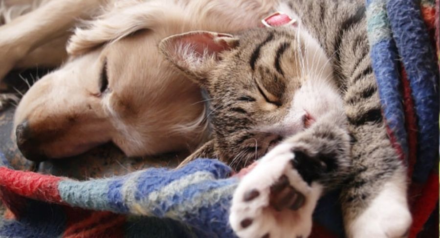 Perro y gato durmiendo juntos