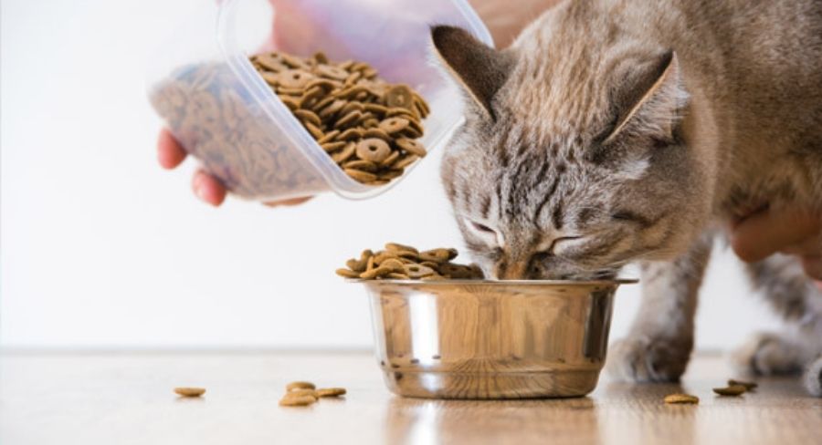 Alimentando a un gato mascota