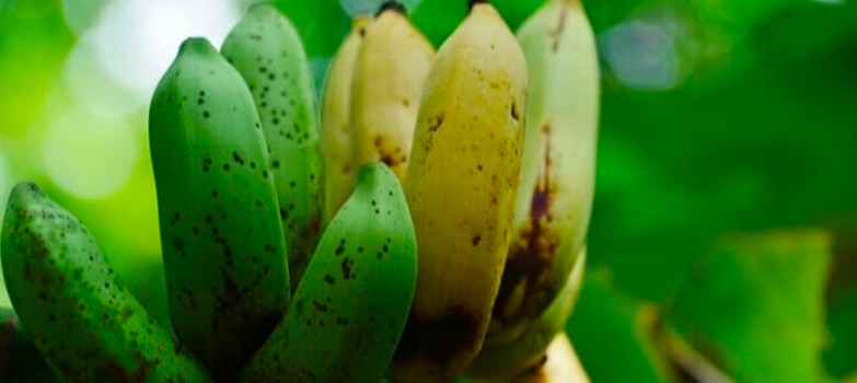 Plátano verdes y amarillos