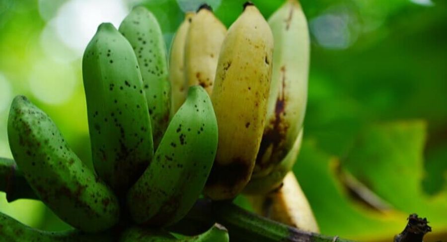 Beneficios de la semilla de plátano