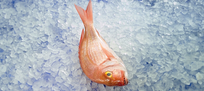 Pescado congelado