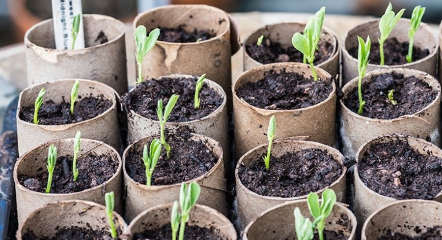 Cómo hacer semilleros caseros: consejos de experta para que tus plantas  germinen con éxito