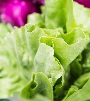 Lechuga