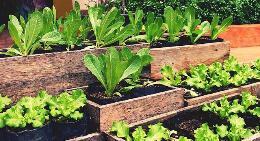 Huerta de vegetales
