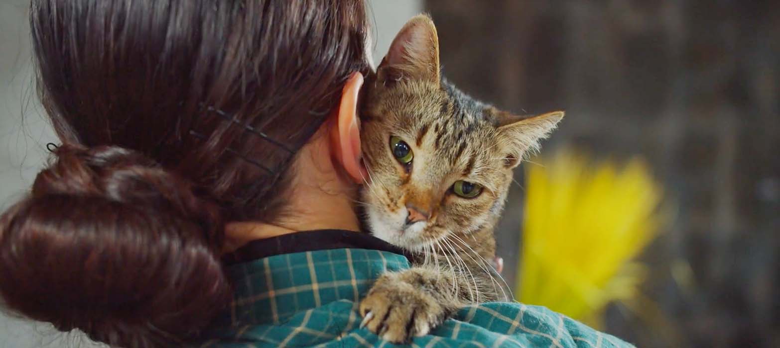 Evita que los orines y las heces del gato se acumulen. Aquí te decimos paso a paso cómo limpiar el arenero para gato