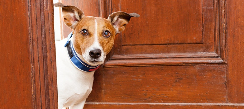 cómo puedo quitar el olor a perro de mi alfombra y de mi casa