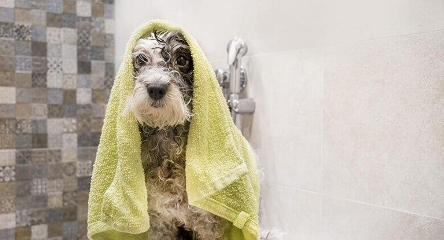 perro después de un baño