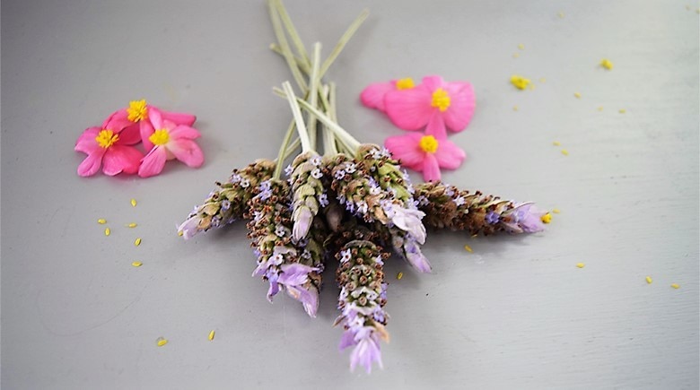 Cómo Y En Qué Momento Usar Flores Comestibles | Tu Hogar Uruguay