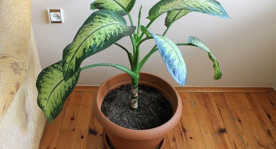 Dieffenbachia