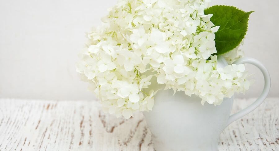 hortensia