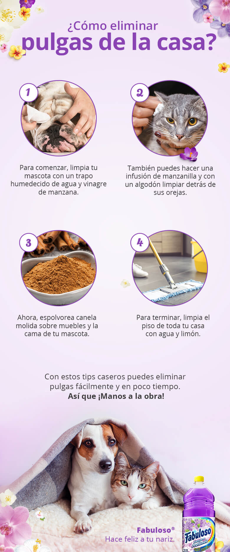 Infografia-como-eliminar-pulgas-de-casa