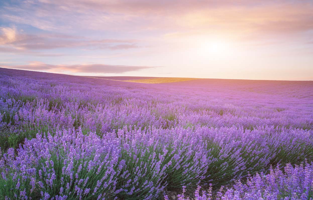 Campo de lavanda